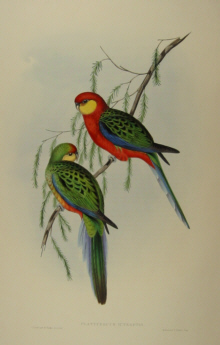 John Gould's Birds of Australia